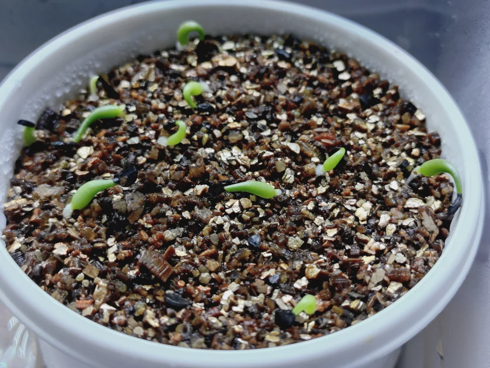 Agave horrida 'Chocolate Thorn' (アガベ ホリダ チョコレートソーン)