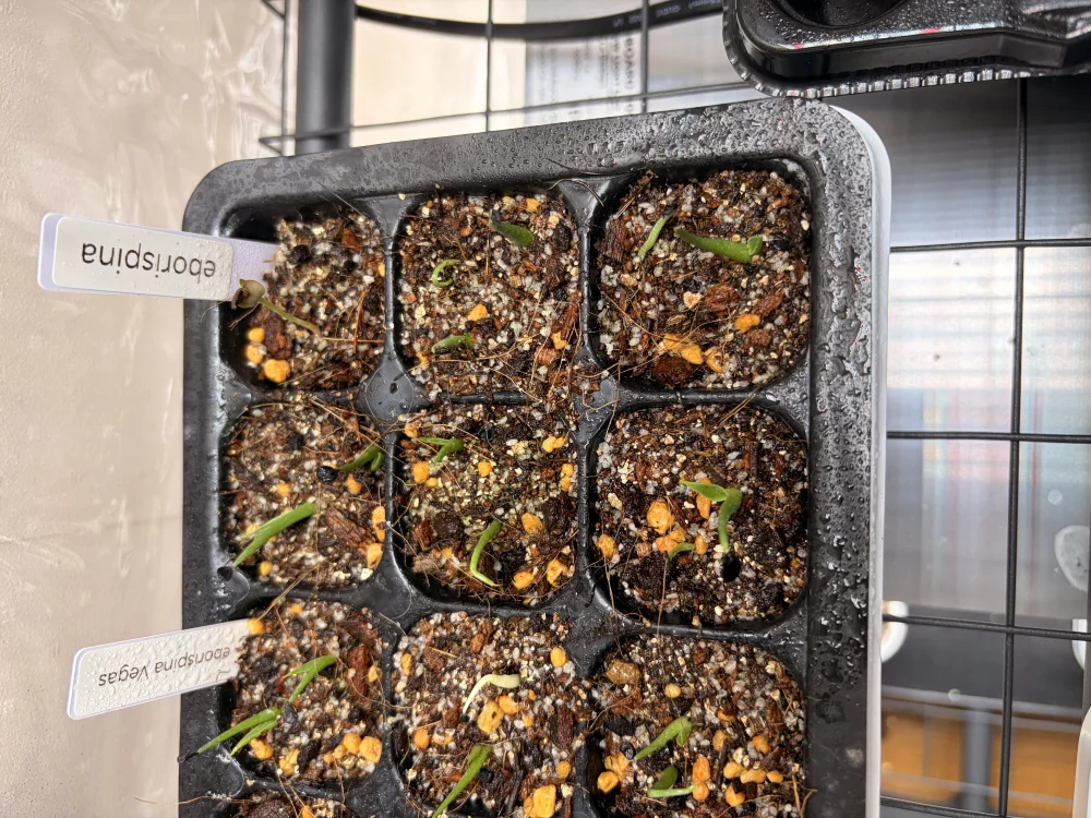 Agave utahensis var. eborispina (アガベ エボリスピナ)