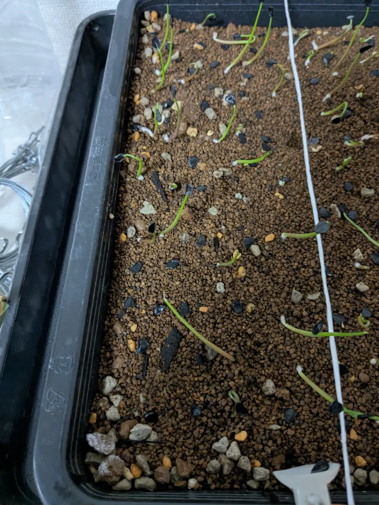 アガベ パープルヘイズ Agave potatorum 'Purple Haze'