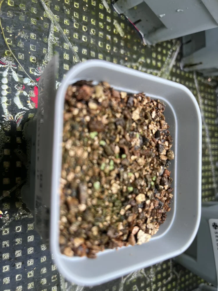 Echeveria minima (エケベリア ミニマ)