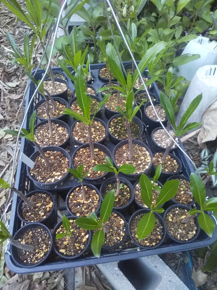 Pachypodium sofiense (パキポディウム ソフィエンセ)