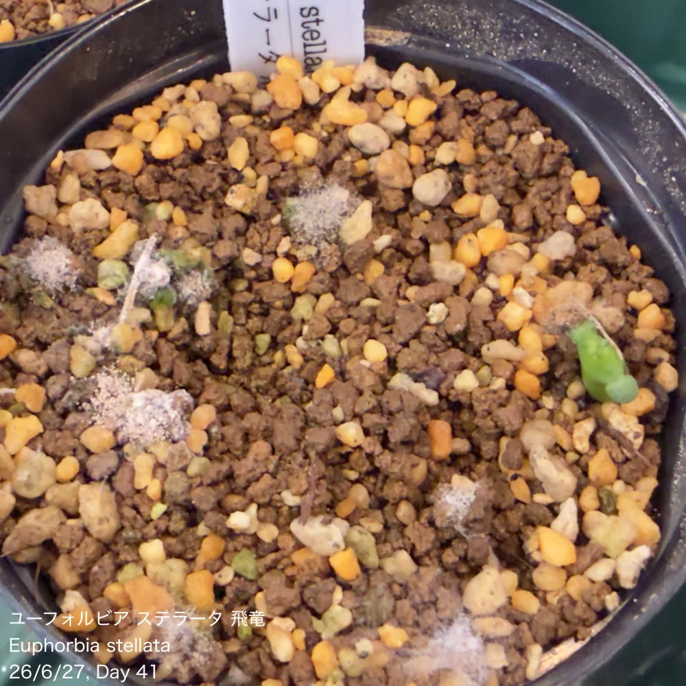 Euphorbia stellata (ユーフォルビア ステラータ 飛竜)