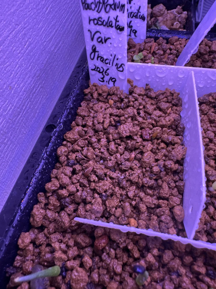 pachypodium gracilius 2025