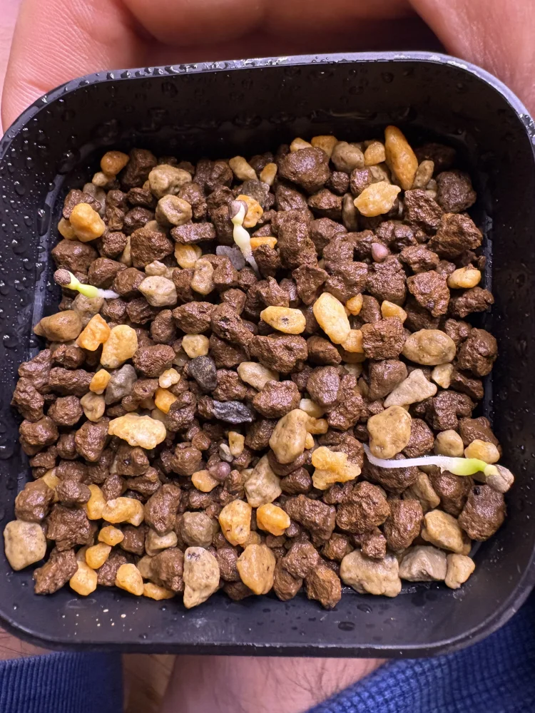 Euphorbia obesa subsp. obesa (ユーフォルビア オベサ)