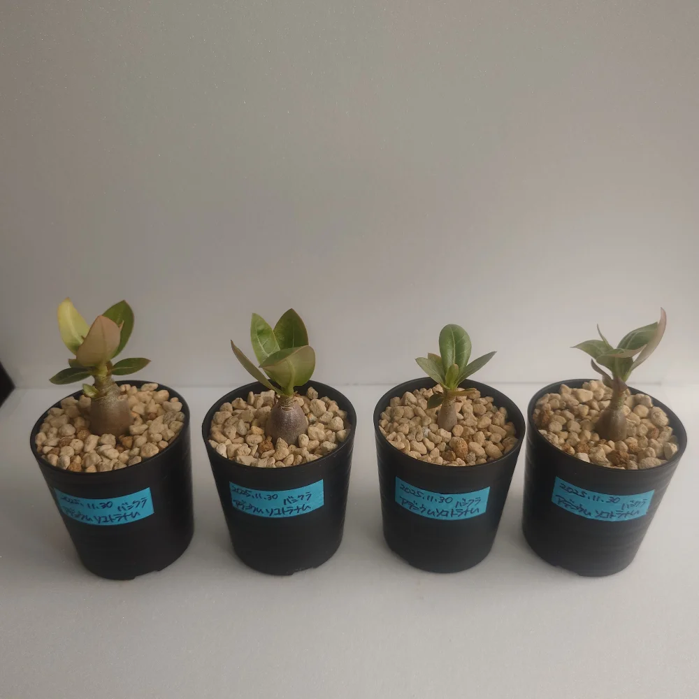 Bang Kla Adenium socotranum  Bang Kla (アデニウム ソコトラナム)