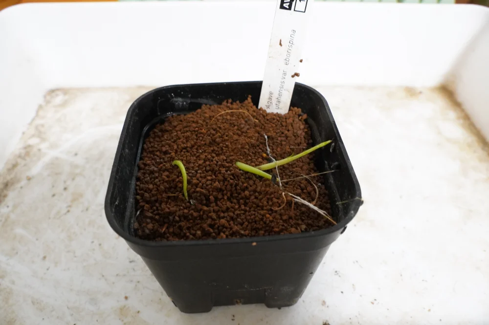 Agave utahensis var. eborispina (アガベ エボリスピナ)