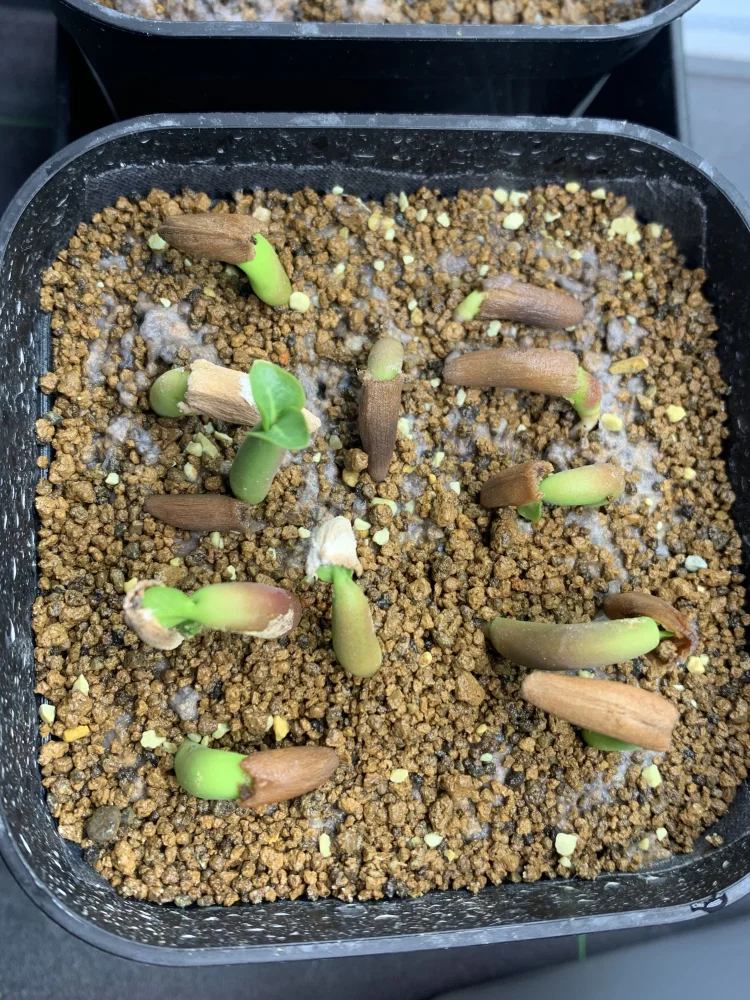 アデニウム ソコトラナム Bang Kla Adenium socotranum Bang Kla