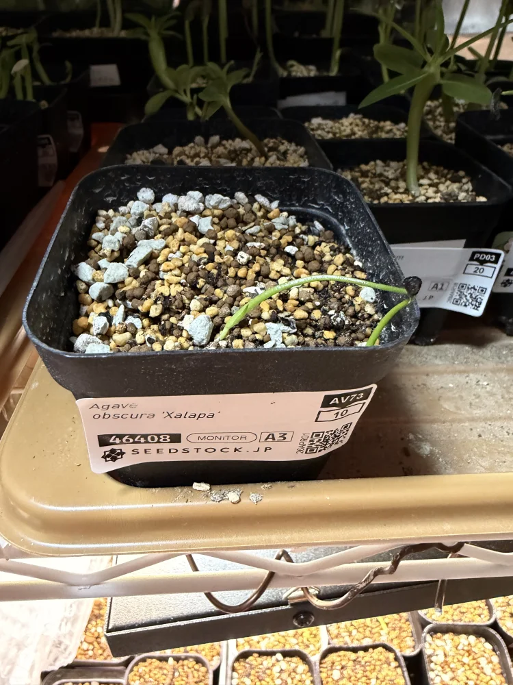 Agave obscura Xalapa (アガベ オブスキュラ ハラパ)