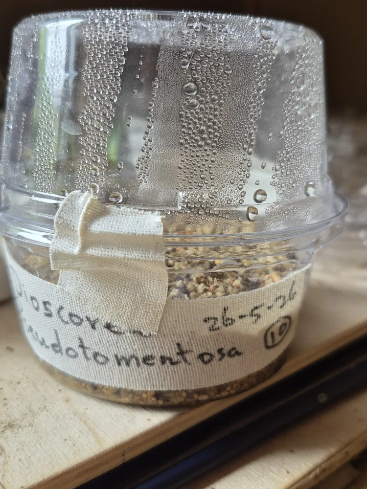 Dioscorea pseudotomentosa (ディオスコレア セウドトメントーサ)
