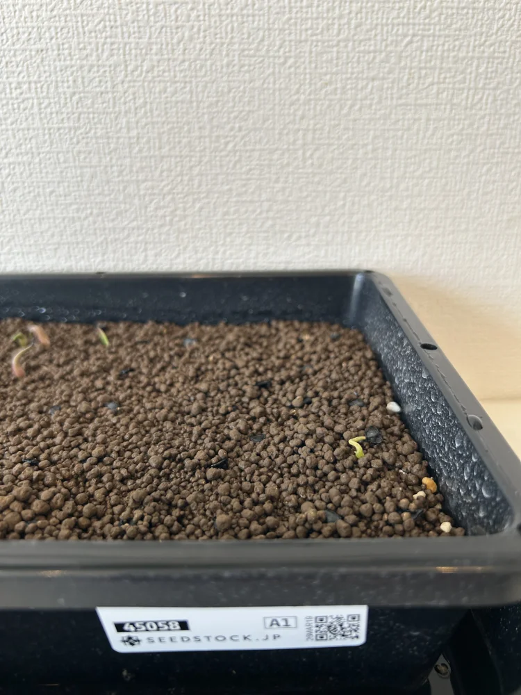 [プレゼント種子] Agave (unknown) メキシコ産謎のアガベ種子  Lot.FREE