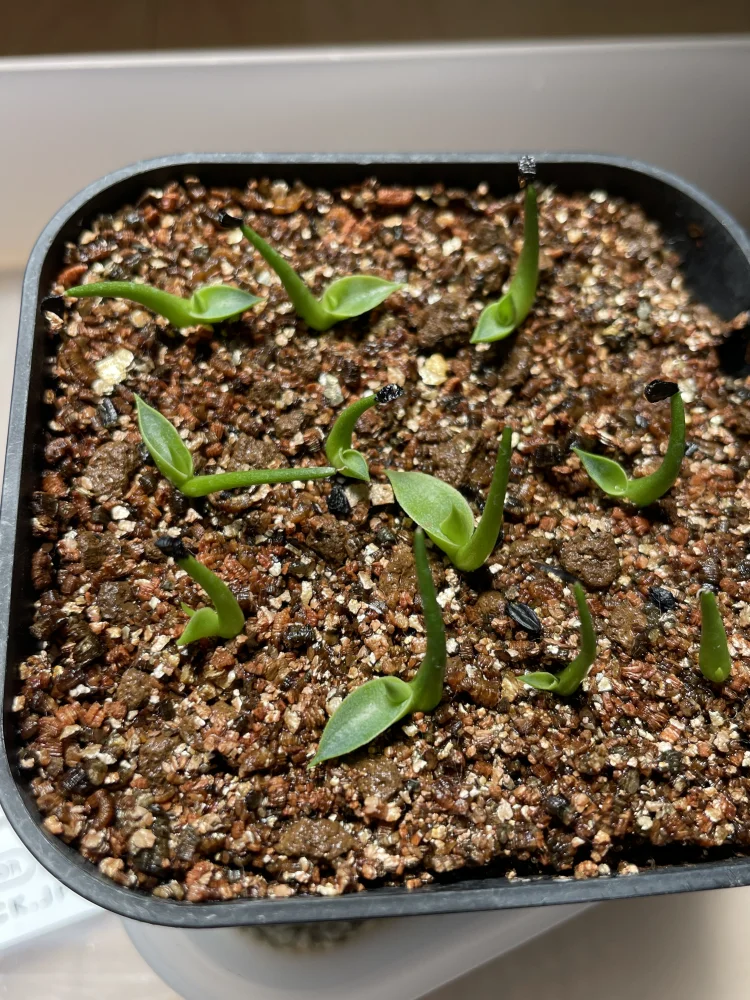 Agave bracteosa (アガベ ブラクテオーサ)