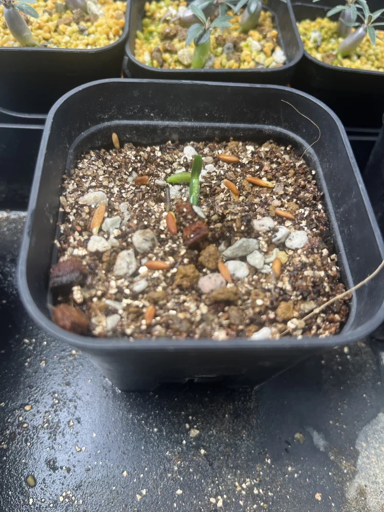 種子] パキポディウム グラキリス Lot.2026MAY Pachypodium rosulatum