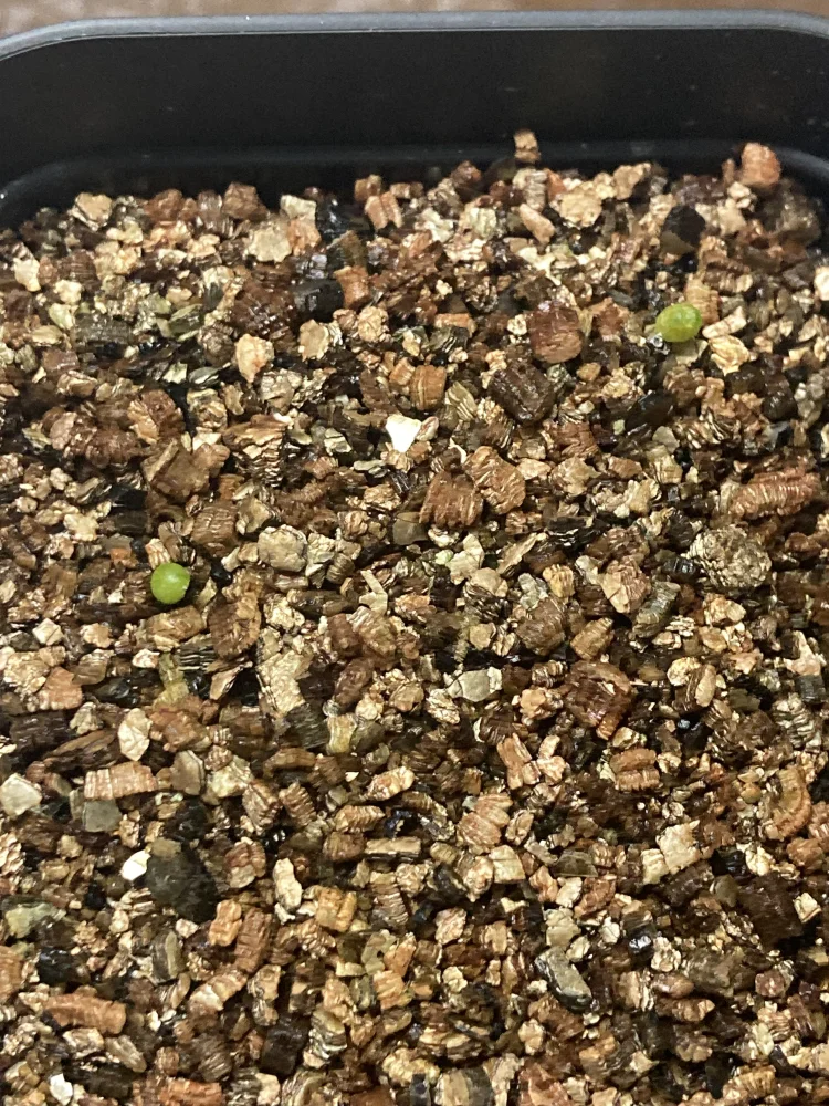 Ariocarpus kotschoubeyanus var. macdowellii (アリオカルプス マクドウェリイ)