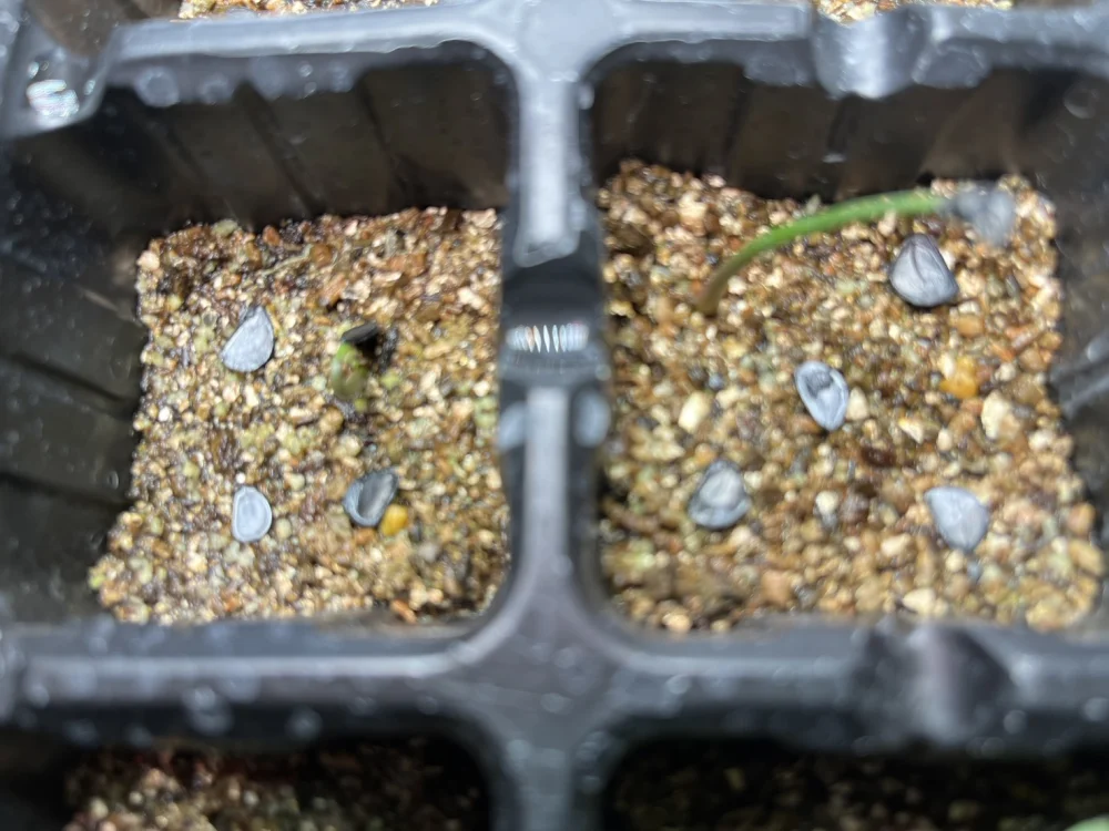 Agave potatorum (アガベ ポタトラム)