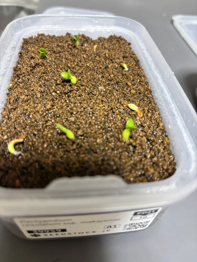 Pachypodium rosulatum subsp. makayense (パキポディウム マカイエンセ)