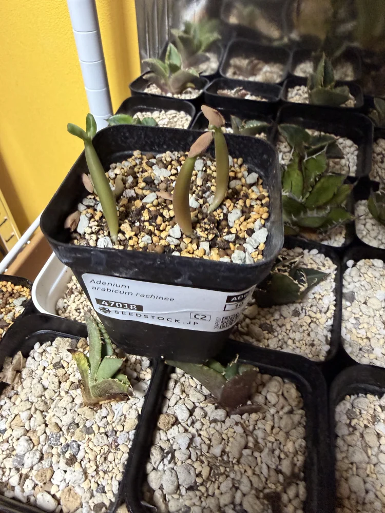 Adenium arabicum rachinee (アデニウム アラビカム ラシニー)