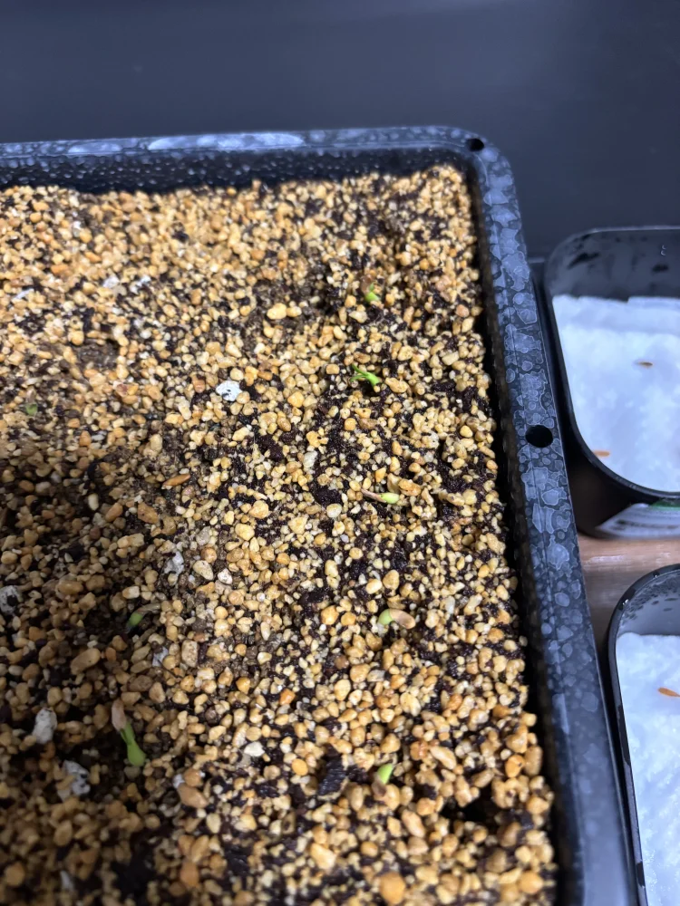 Pachypodium rosulatum var. gracilius (パキポディウム グラキリス)