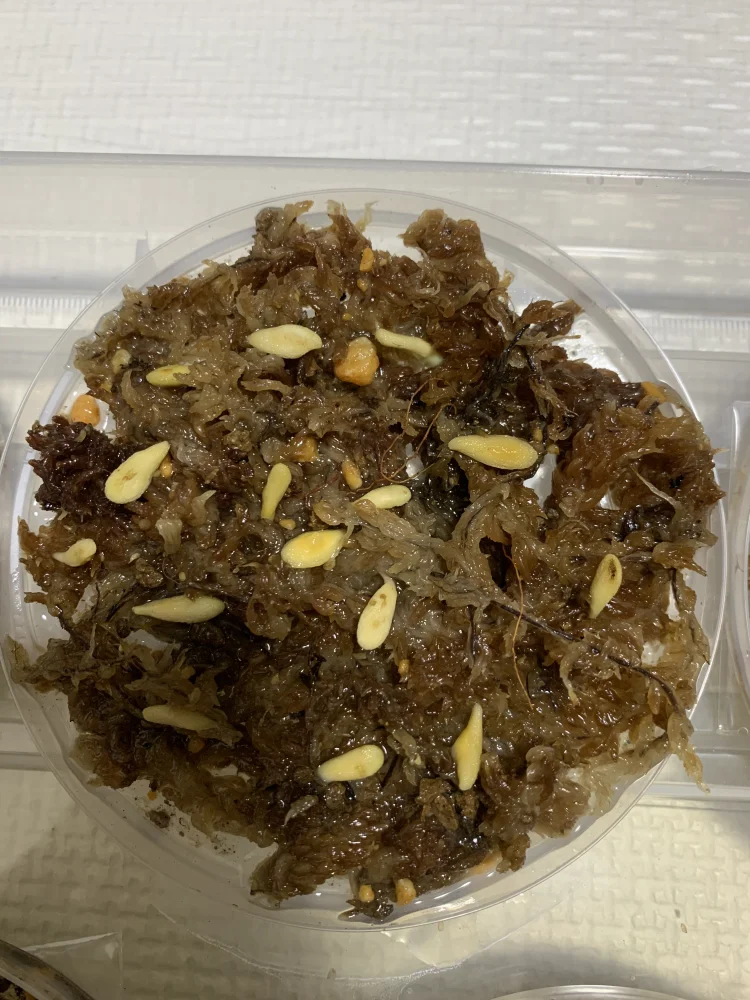 パキポディウム フィヘレンセ Pachypodium lamerei Fiherense