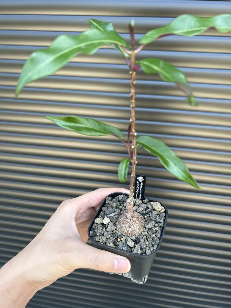 Petopentia natalensis (ペトペンチア ナタレンシス)