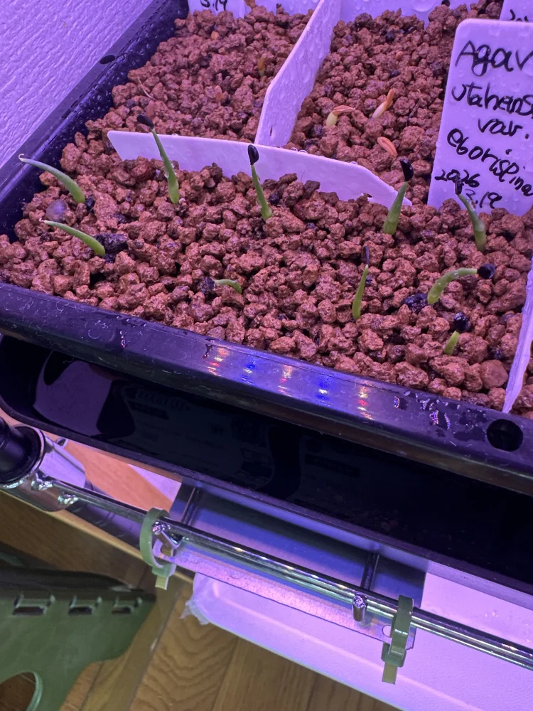 Agave utahensis var. eborispina (アガベ エボリスピナ)