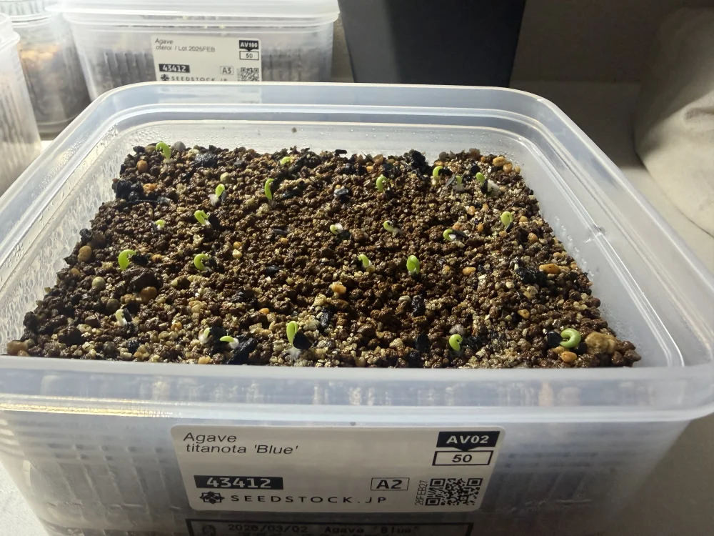 アガベチタノタブルー