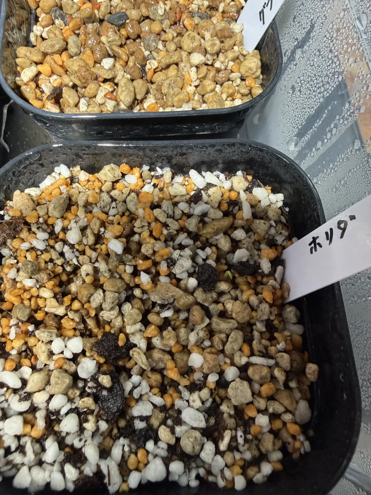 Agave horrida ssp. horrida (アガベ ホリダ)