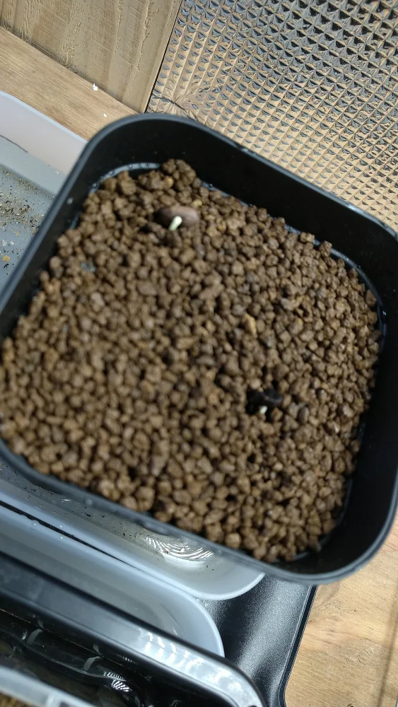 Phoenix roebelenii (フェニックス ロベレニー（シンノウヤシ）)