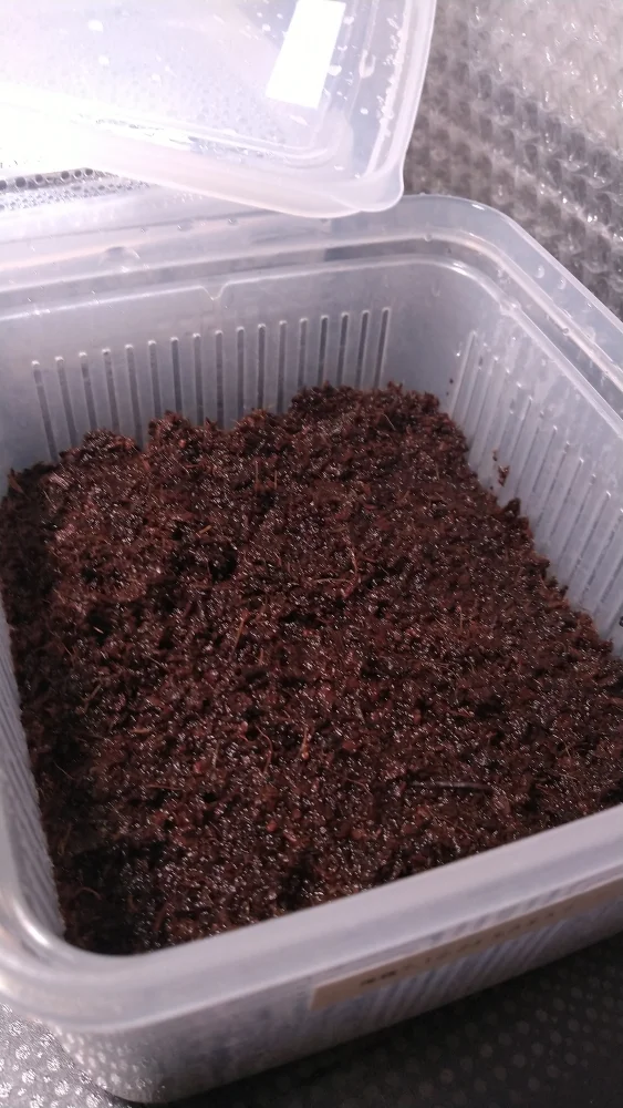 Platycerium foong SS Foong (ビカクシダ エスエスフーン)