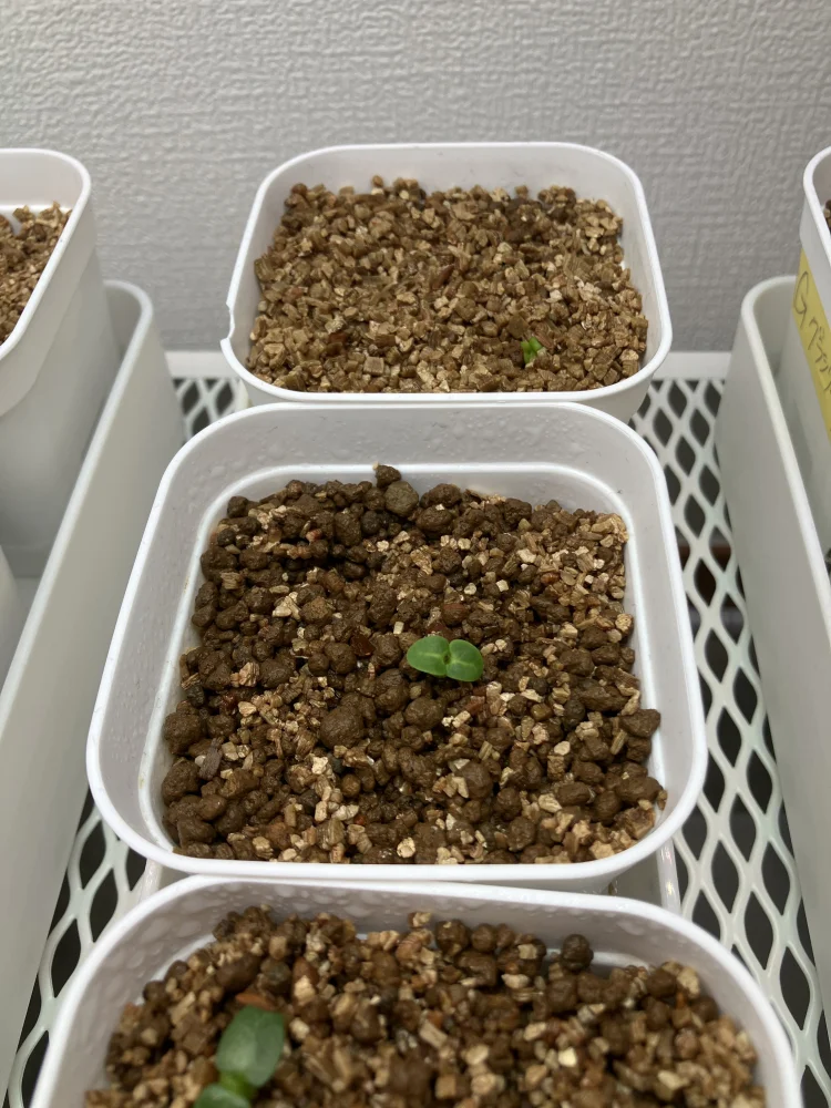 Pachypodium bispinosum (パキポディウム ビスピノーサム)