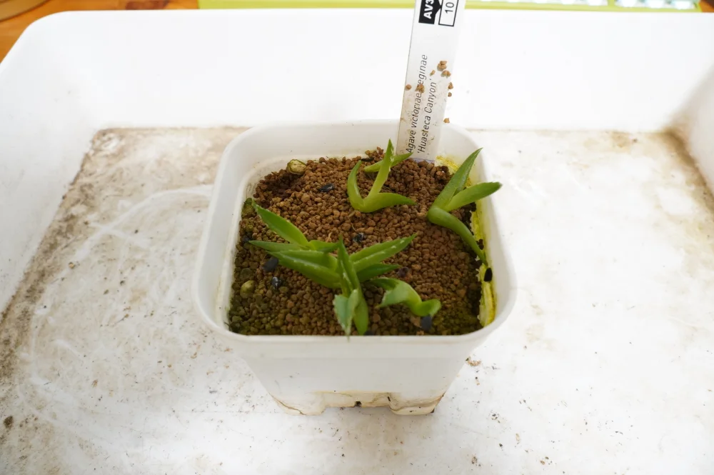 Agave victoriae-reginae Huasteca Canyon (アガベ フアステカキャニオン)