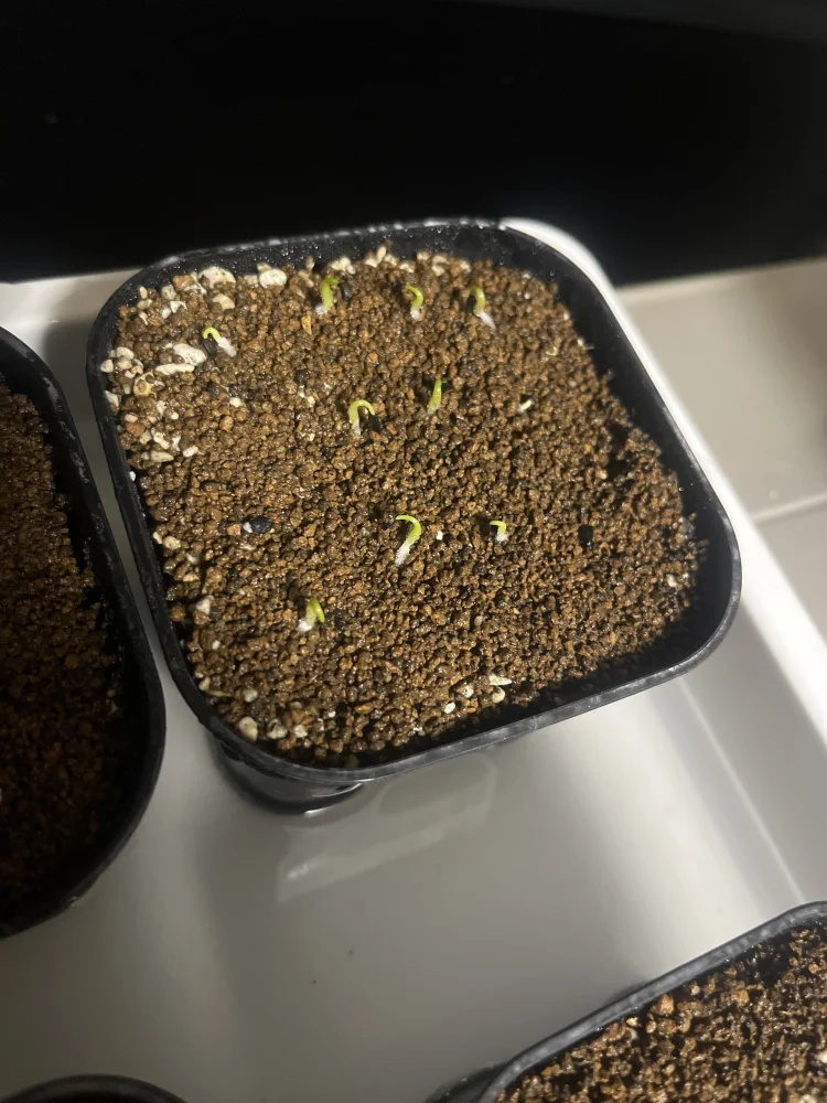 Agave megalodonta (アガベ メガロドンタ)