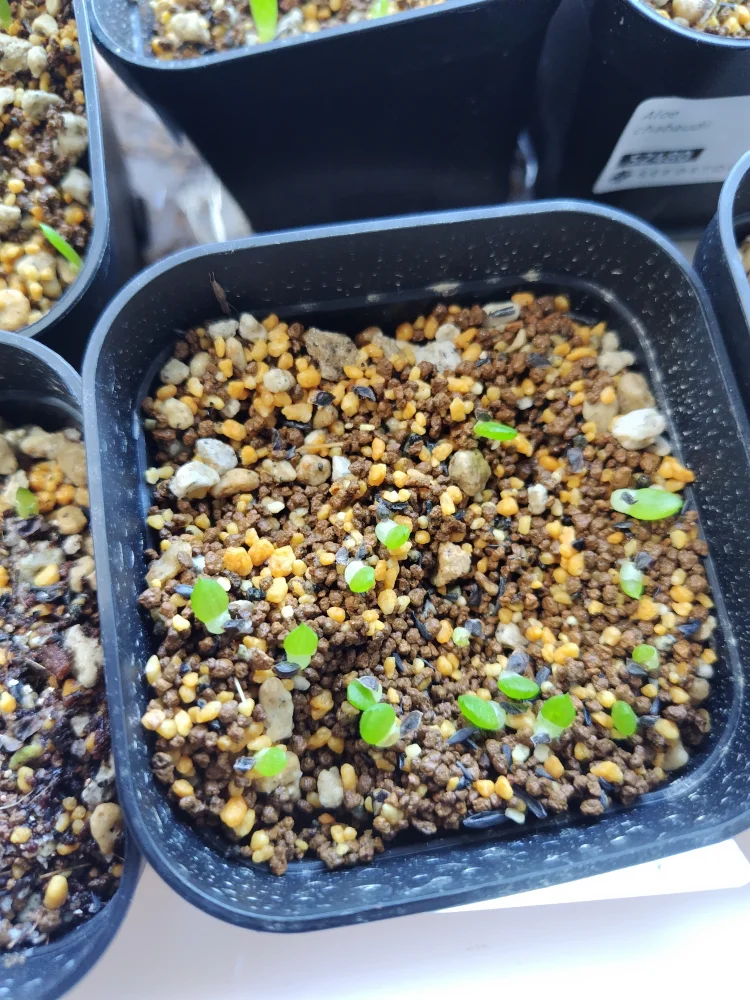 Aloe microstigma (アロエ ミクロスティグマ)