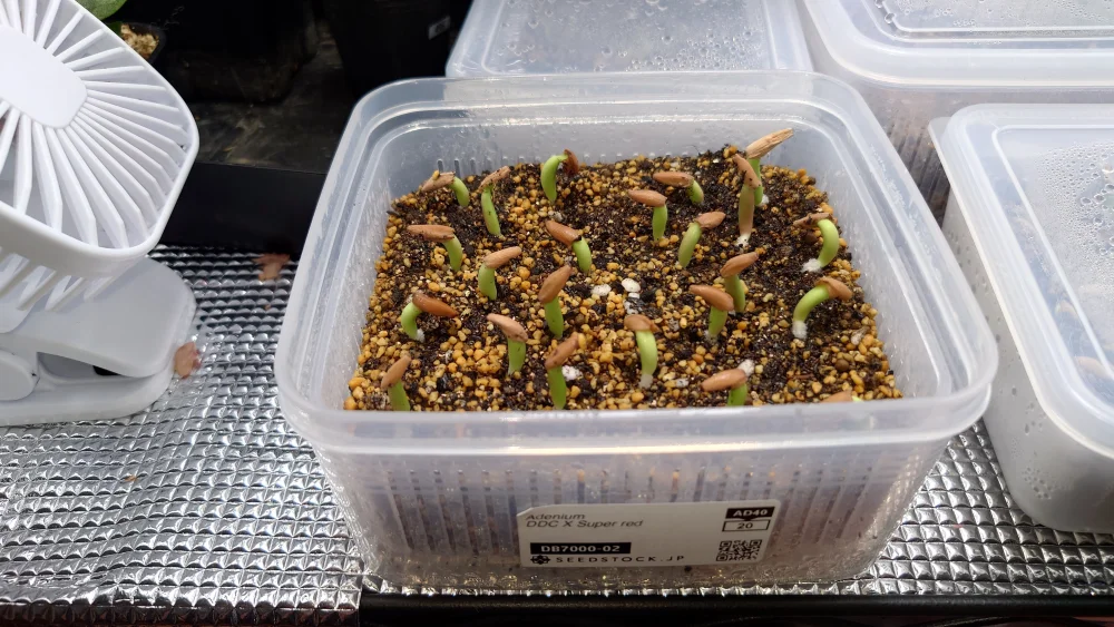 Adenium DDC x Super red (アデニウム DDC X Super red)