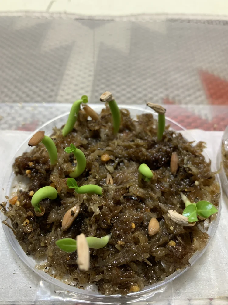 アデニウム アラビカム Adenium arabicum