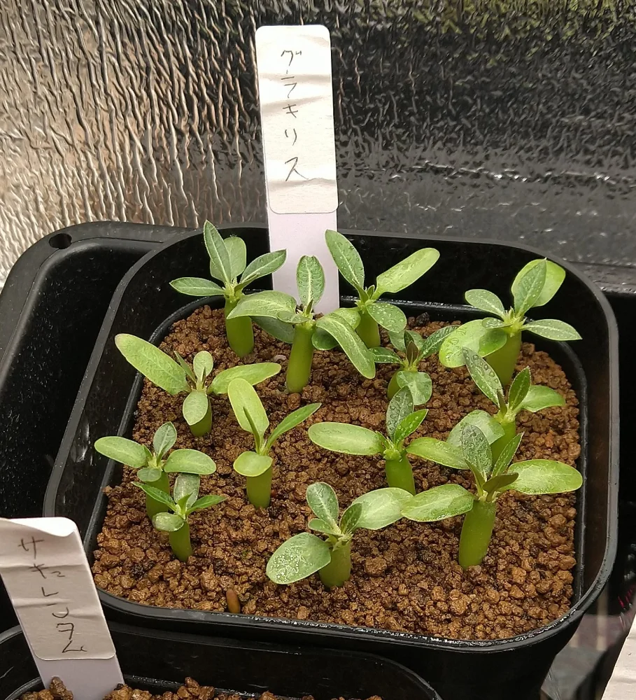 Lot. (パキポディウム グラキリス)