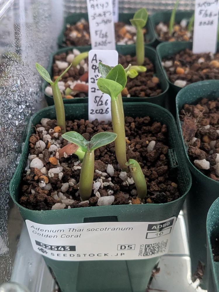 Adenium Thai socotranum  Golden Coral (アデニウム ゴールデンコーラル)
