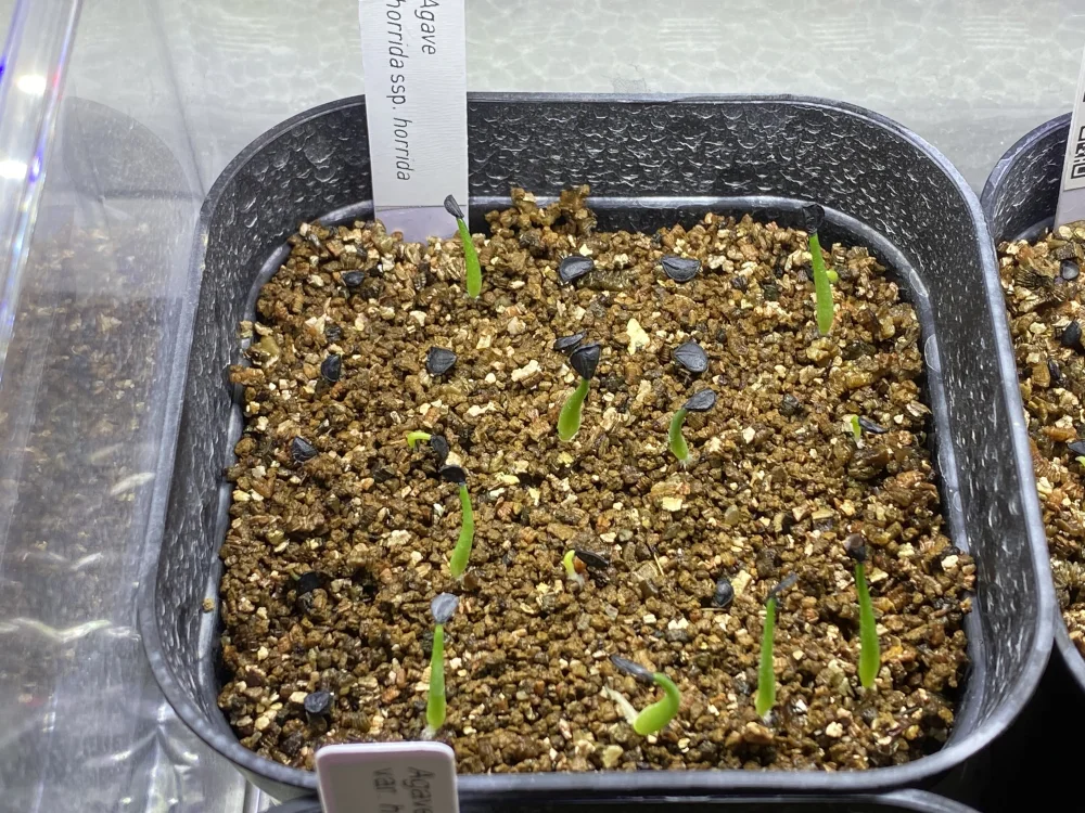  アガベ ホリダ Agave horrida ssp. horrida｜人気品種 鋸歯が魅力 初心者向け