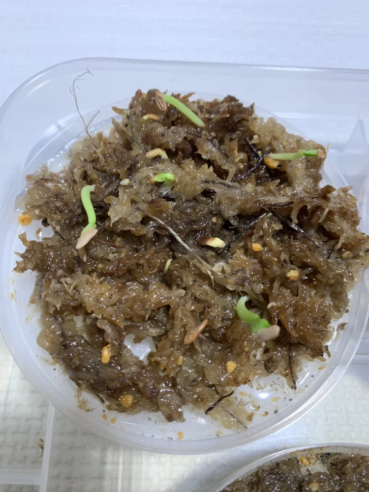 パキポディウム グラキリス Lot.2025H Pachypodium rosulatum var. gracilius Lot.2025H