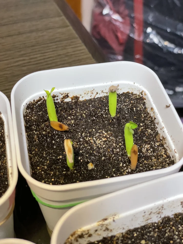 YSB Adenium arabicum Yak Sing Buri (アデニウム アラビカム)