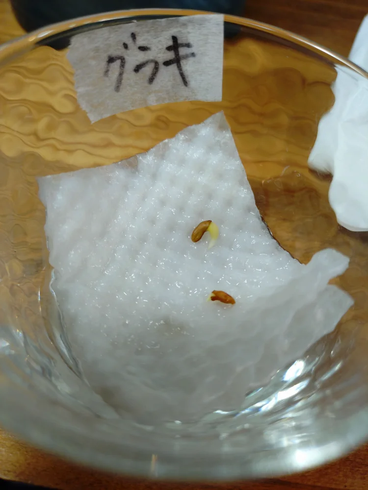 Pachypodium rosulatum var. gracilius (パキポディウム グラキリス)