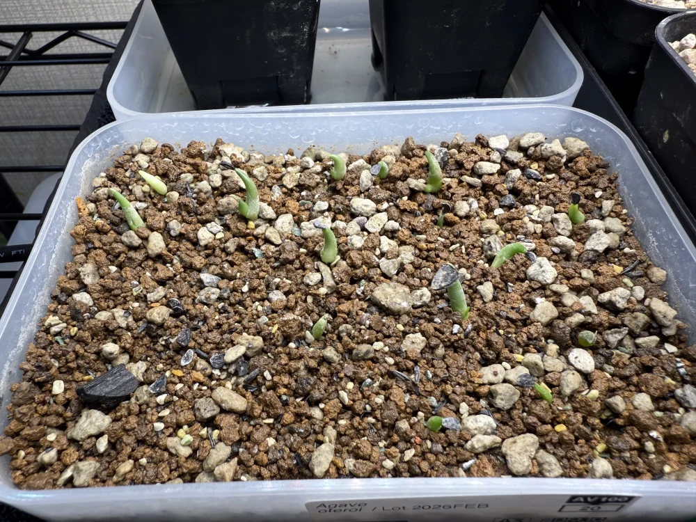 Agave oteroi Lot. (アガベ オテロイ)