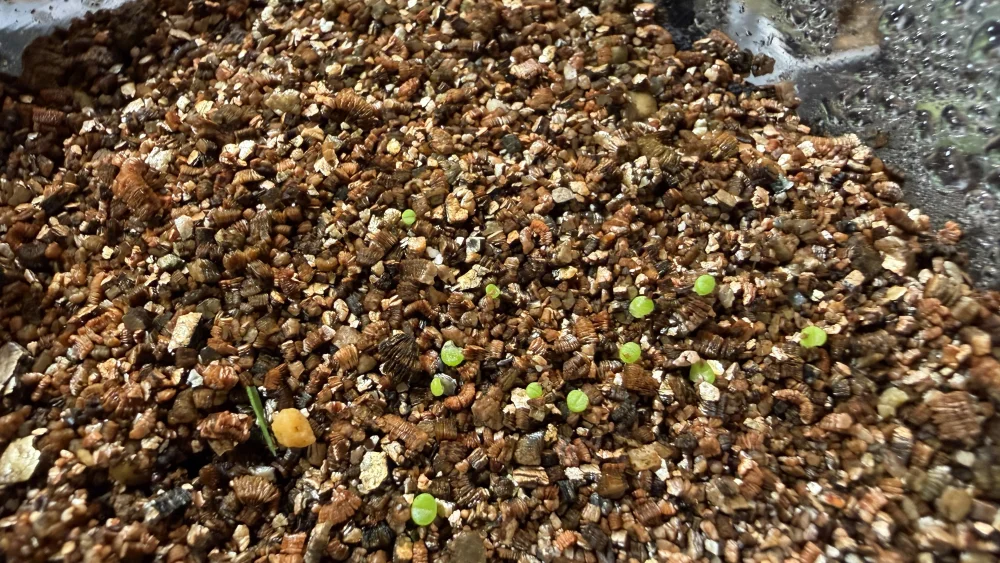 Lapidaria margaretae (ラピダリア マーガレッティ 魔玉)