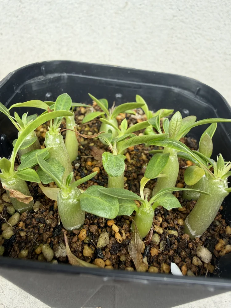 Pachypodium rosulatum var. inopinatum (パキポディウム イノピナツム)