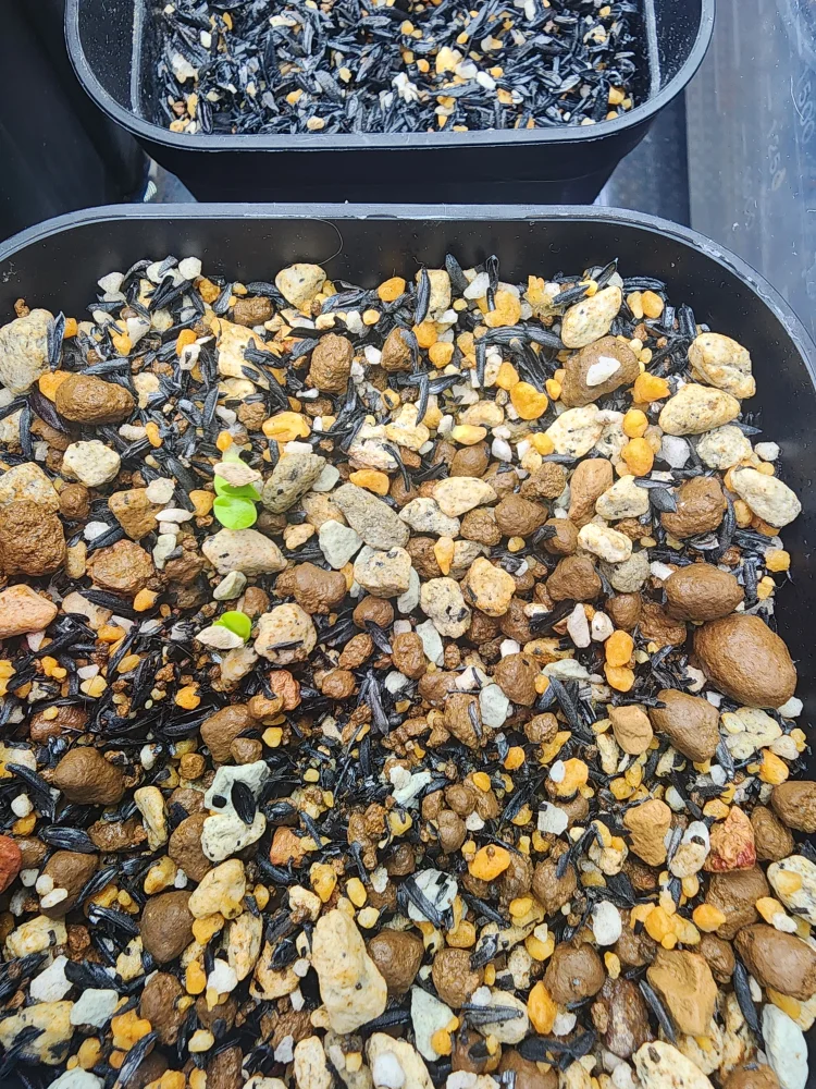 Pachypodium bispinosum