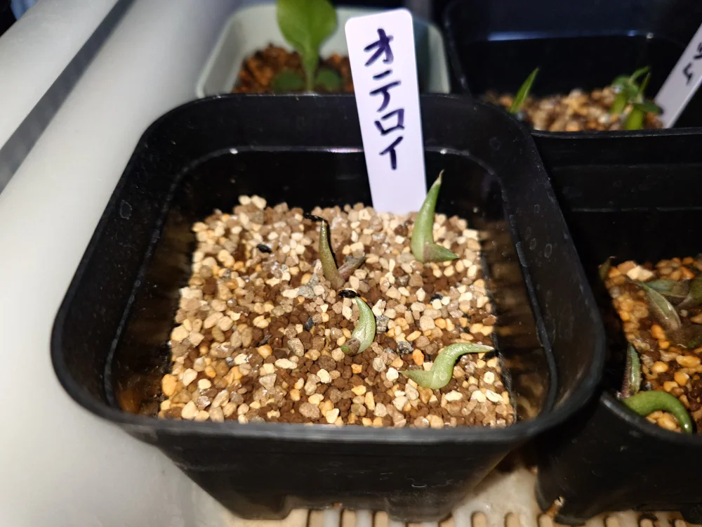 Agave oteroi (アガベ オテロイ)