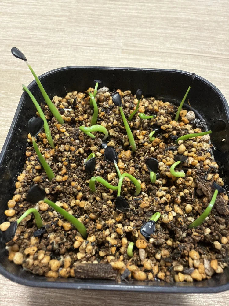 Agave gracilipes (アガベ グラシリペス)