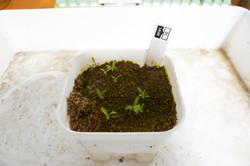 Xerophyta retinervis (ゼロフィタ レティネルビス)