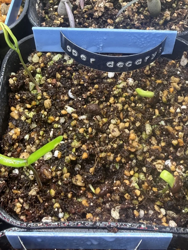 Operculicarya decaryi (オペルクリカリア デカリー)