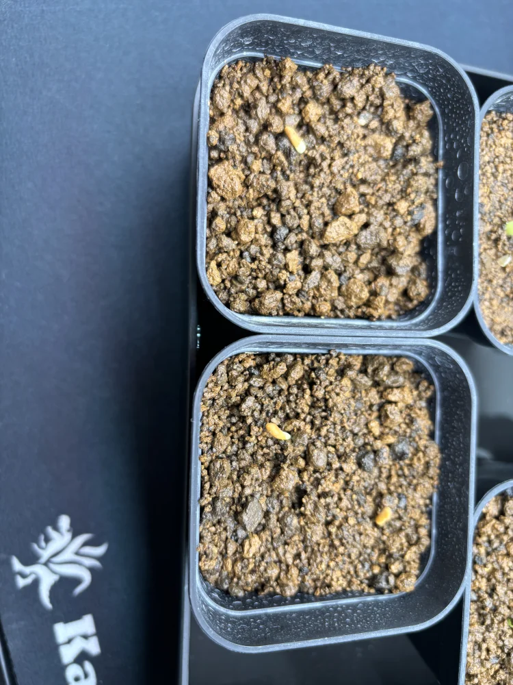 Pachypodium rosulatum var. eburneum (パキポディウム エブレネウム)