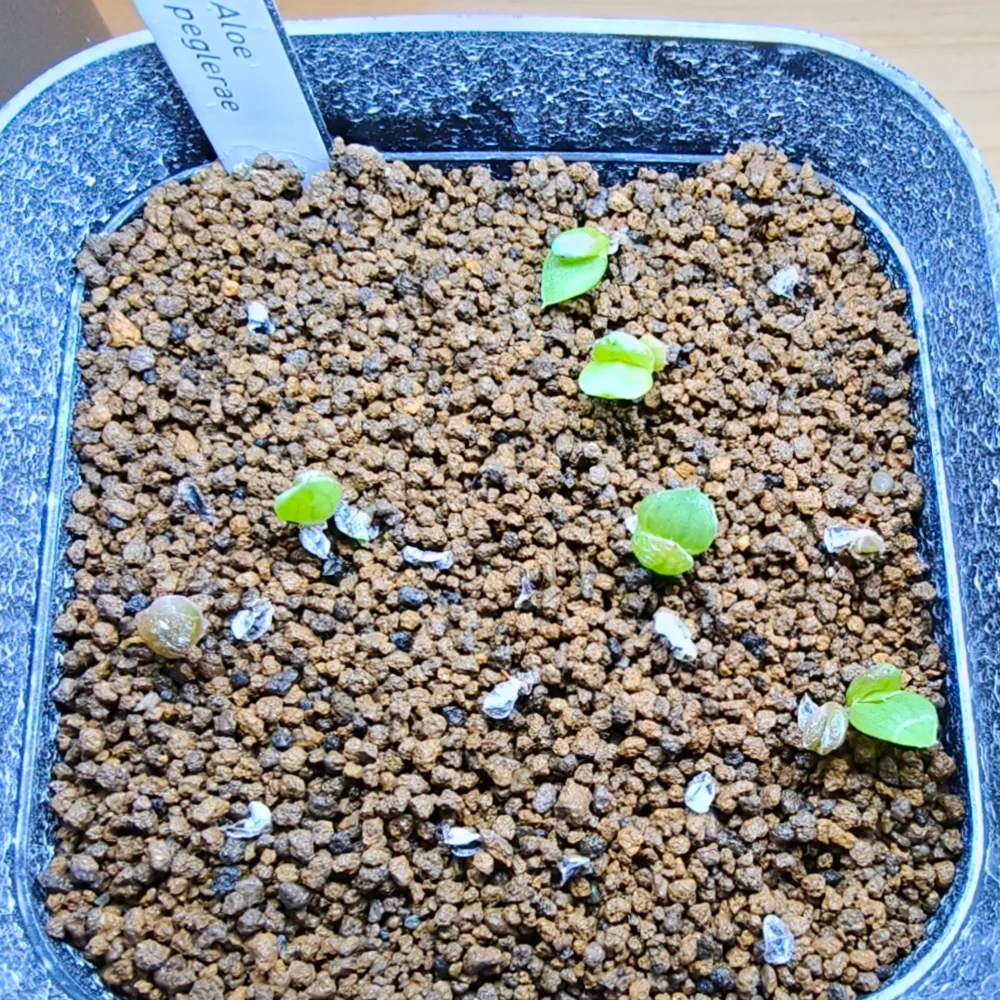 Aloe peglerae (アロエ ペグレラエ)